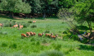 Akıp giden geyik sürüsü, Avrupa 'dan düşen geyik sürüsü, Dama dama