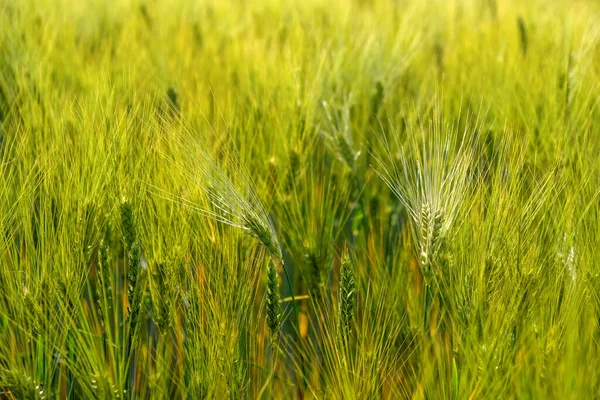 barley field, Hordeum, sunlit barley field, freshly grown barley