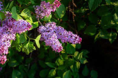 Leylak çiçekleri, bahar zamanı, şırınga 
