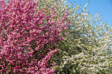 Bahar zamanı, sakura ve kuş kirazı, erik, çiçek açmış ağaçlar.