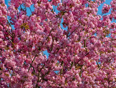 Prunus serrulata, Japon kirazı, bahar ağacı çiçekleri, bahar çiçeği, ağaç çiçeklerinin arkasındaki mavi gökyüzü.