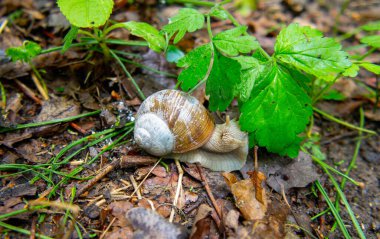Salyangoz ormanda sürünüyor, Romalı salyangoz, Helix pomatia