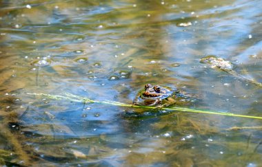 the frog is holding of blade of grass and sticks her head out of the water into the sun clipart
