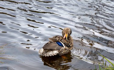Dişi vahşi ördek nehir kenarındaki tüyleri temizler. Yaban ördeği tüyleri temizler.