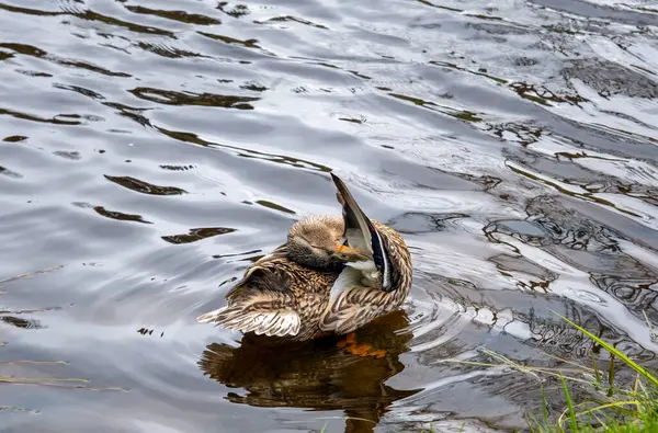 stock image female wild duck cleans feathers near the riverbank, mallard cleans feathers, anas