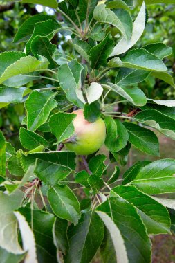 apple tree, fruit of apple tree, green leaves of apple tree clipart