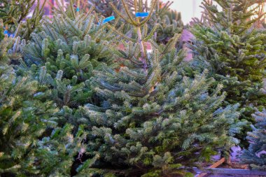 Noel zamanı, Noel ağacı satışları