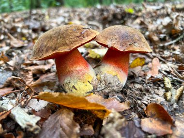 Ormanda yenilebilir çift mantarlar, dökülen yapraklarda boletus, Neoboletus luridiforis