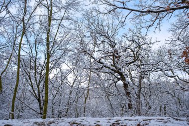 Karlı ağaç taçlandırır mavi ve beyaz gökyüzünde