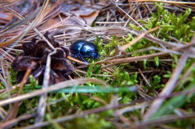 Bir böcek, yosun ve çimlerde düşen bir kozalağın yanında sürünür. Trypocopris vernalis.