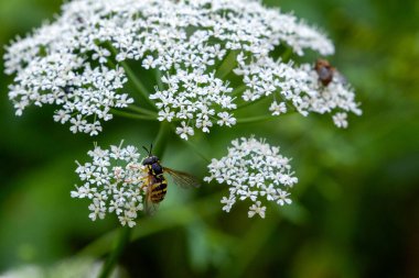 Aegopodyum podagraria 'nın çiçeğinin üzerinde krizotoksi fasiolatum
