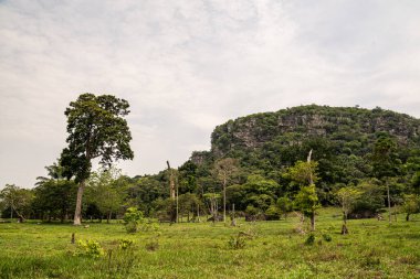 Nueva Tolima 'daki Kolombiya Amazon ormanları.