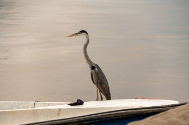 Kolombiya 'nın Guaviare Nehri' ndeki teknenin üstündeki kuş.