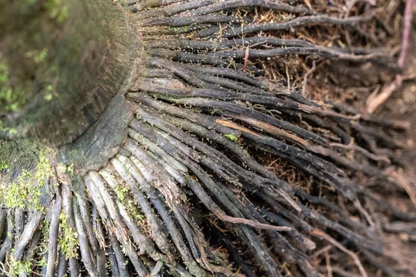 Raízes Uma Árvore Amazônica Textura — Fotografia de Stock