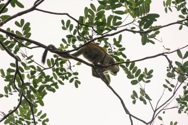 Tranquilandia 'daki ağaçlardaki maymun, Kolombiya amazonu
