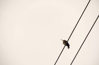 Tel üzerinde tropik bir kuş avlanıyor ve yiyor, bulutlu bir gökyüzü