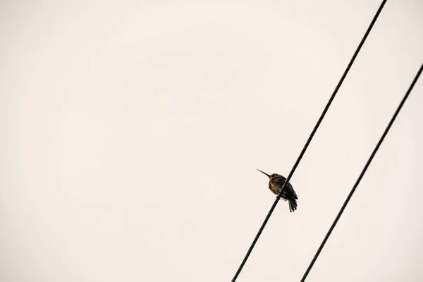 Tropischer Vogel Auf Dem Draht Beim Jagen Und Essen Wolkenverhangener — Stockfoto