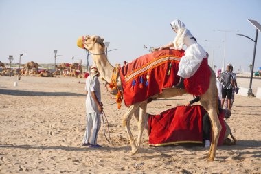 Turistlerin binmesi için Deve Doha, Katar