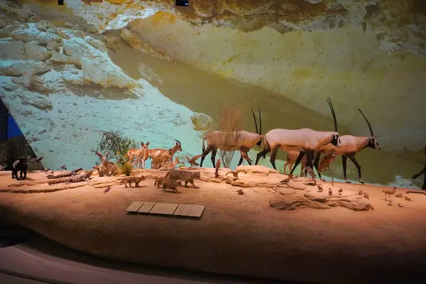 stock image National Museum of Qatar In Doha, Qatar