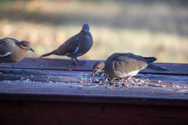 Çoklu Yas Güvercinleri Zenaida makroura. Columbidae familyası fındık ve tohumla besleniyor. Yüksek kalite fotoğraf