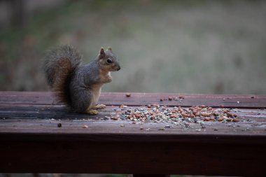 Tilki sincabı Sciurus fındık ve tohumlu niger. İfadeleri olan yüksek kaliteli fotoğraf.