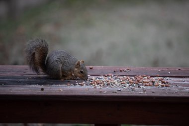 Tilki sincabı Sciurus fındık ve tohumlu niger. İfadeleri olan yüksek kaliteli fotoğraf.