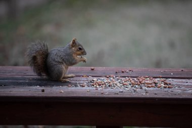 Tilki sincabı Sciurus fındık ve tohumlu niger. İfadeleri olan yüksek kaliteli fotoğraf.