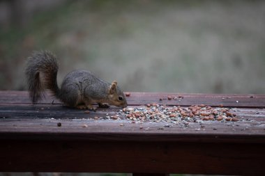 Tilki sincabı Sciurus fındık ve tohumlu niger. İfadeleri olan yüksek kaliteli fotoğraf.