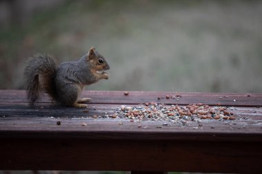 Tilki sincabı Sciurus fındık ve tohumlu niger. İfadeleri olan yüksek kaliteli fotoğraf.