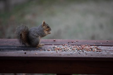 Tilki sincabı Sciurus fındık ve tohumlu niger. İfadeleri olan yüksek kaliteli fotoğraf.