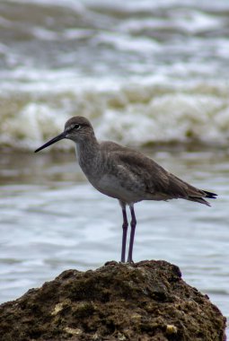 Willet Tringa Semipalmata Texas, Surfside Sahili 'ndeki dalgalara bakan bir kayanın üzerinde duruyor. Yüksek kalite fotoğraf