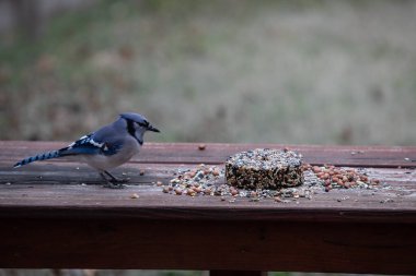 Meraklı mavi Jay Cyanocitta Cristata. Tohum ve fındıklara bakan Corvidae ailesi. Yüksek kalite fotoğraf