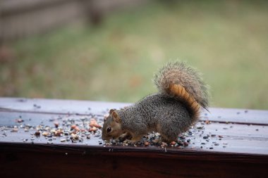 Tilki sincabı Sciurus fındık ve tohumlu niger. İfadeleri olan yüksek kaliteli fotoğraf.