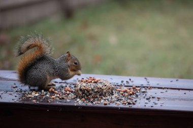 Tilki sincabı Sciurus fındık ve tohumlu niger. İfadeleri olan yüksek kaliteli fotoğraf.