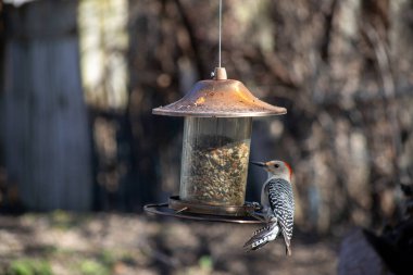 Kırmızı karınlı ağaçkakan Melanerpes carolinus nam-ı diğer Zebra ağaçkakanı bir kuş yemliğini yiyor. Yüksek kalite fotoğraf