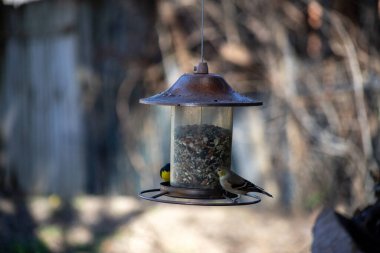 İki ispinoz Küçük Goldfinch ve Finch Hanesi bir kuş yemliğini paylaşıyor. Yüksek kalite fotoğraf