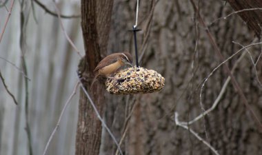 Carolina Throthorus Ludpvicianus 'u bir kuş yemliğinden besliyor. Yüksek kalite fotoğraf