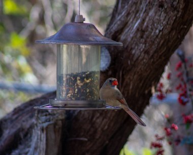 Teksas 'ta bir kuş yemliğinde kadın kardinal. Yüksek kalite fotoğraf