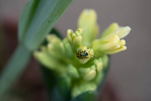 Пятнистый жук ползает на желтом гиацинтовом цветке. Высокое качество фото