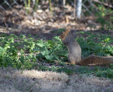 Tilki sincap oturur ve gün ışığında fındık yer. Arka plan karanlık gölgedir. Yüksek kalite fotoğraf