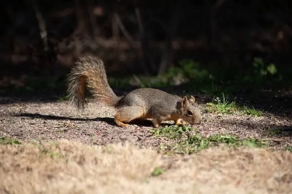 Fox squirrel foraging for nuts in sunshine. Background is dark shadow. High quality photo