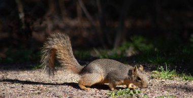 Küçük tilki sincabı oturmuş ve parlak gün ışığında fındık yiyor. Yüksek kalite fotoğraf