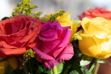 Pembe, sarı ve mercan renkli güller yapraklarında su var. Yüksek kalite fotoğraf