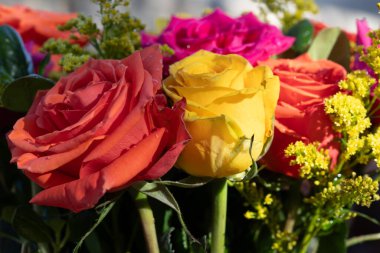 Pembe, sarı ve mercan renkli güller yapraklarında su var. Yüksek kalite fotoğraf