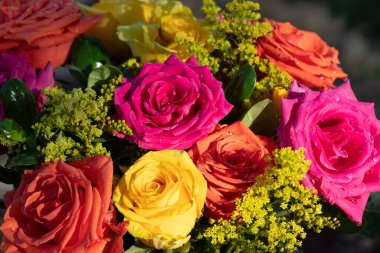 Pembe, sarı ve mercan renkli güller yapraklarında su var. Yüksek kalite fotoğraf