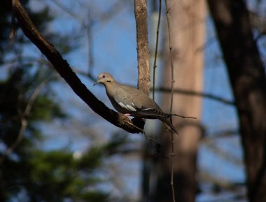 Yas tutan güvercin Teksas 'ın merkezinde büyük bir asma üzerine tünemiş. Yüksek kalite fotoğraf