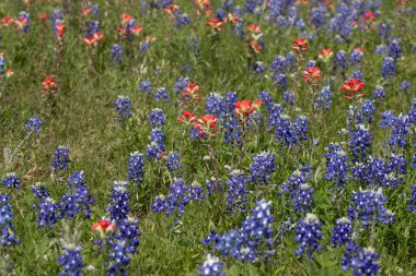 Rüzgarlı bir günde Teksas Bluebonnet tarlası. Yüksek kalite fotoğraf