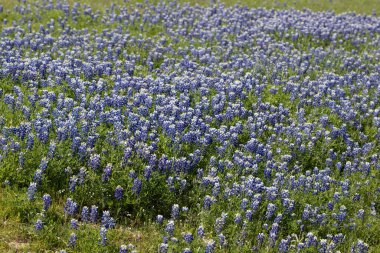 A field of Texas Bluebonnets on a windy day. High quality photo clipart