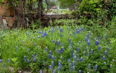 A field of Texas Bluebonnets on a windy day. High quality photo clipart