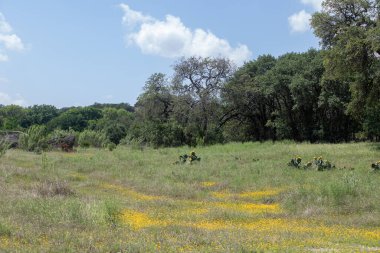 Ağaçlarla, çiçeklerle, piknik masalarıyla ve Stillhouse Gölü Parkı 'ndaki parçalı bulutlu gökyüzüyle huzurlu Teksas manzarası. Yüksek kalite fotoğraf